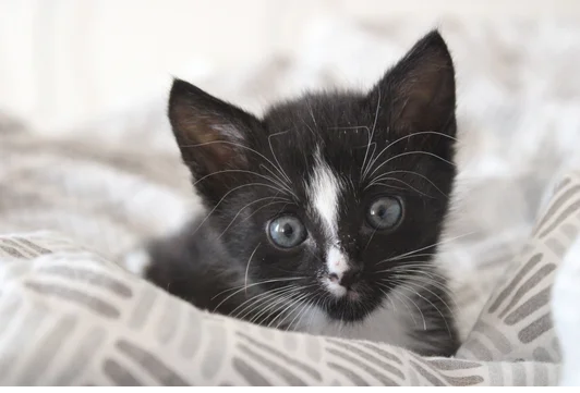 Professionele medische dierenzorg in Barendrecht - B&F Animal Care